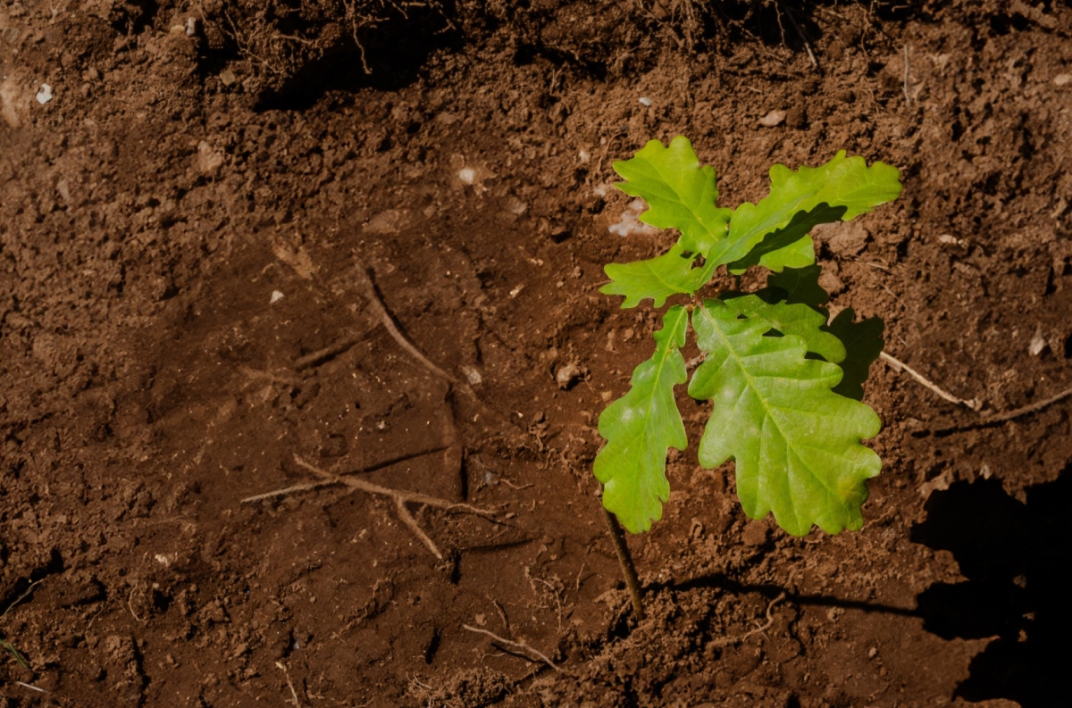 Plantemos un árbol